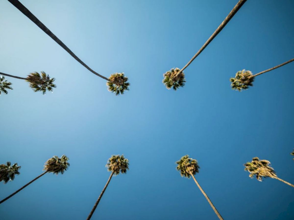 Several tall palm trees viewed from below against a clear blue sky, creating a symmetrical pattern with the tops of the trees.